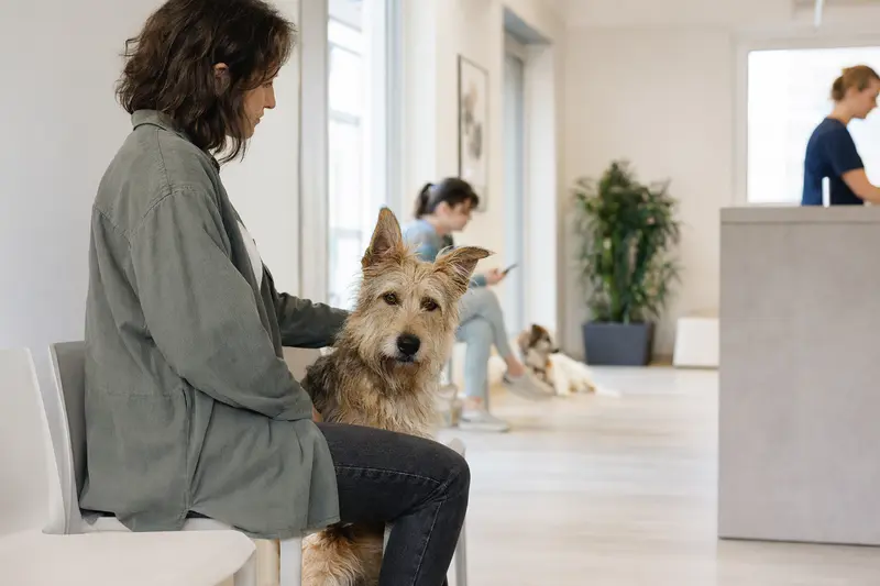Ein Berger de Picardie sitzt ruhig neben seinem Besitzer im Wartezimmer einer modernen Tierarztpraxis.